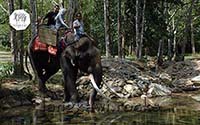 #LangkawiElephantAdventures