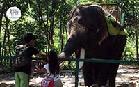 #LangkawiElephantAdventures