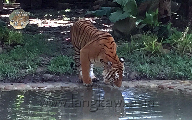 Tiger! Tiger! Langkawi