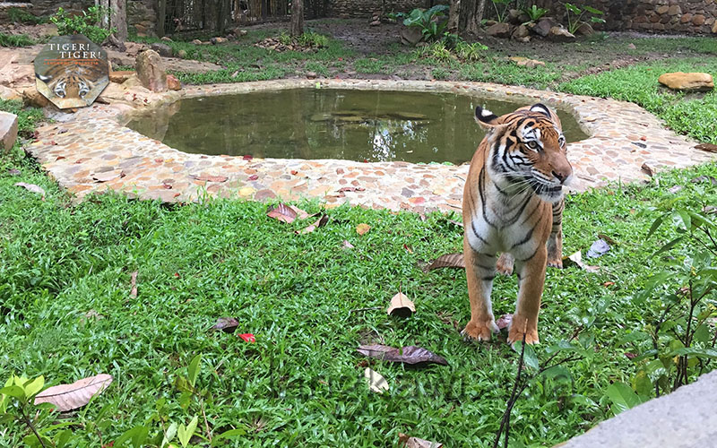 Tiger! Tiger! Langkawi