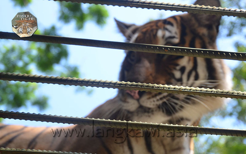 Tiger! Tiger! Langkawi