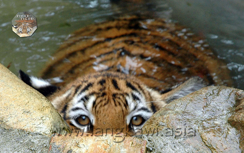 Tiger! Tger! Langkawi