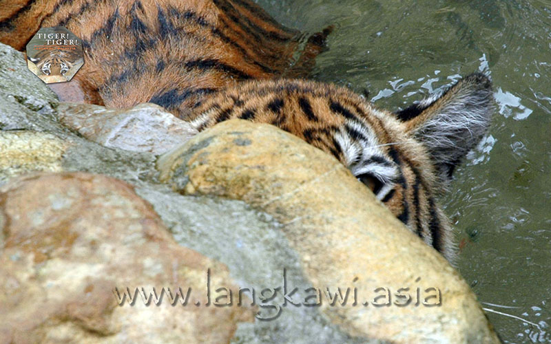 Tiger! Tiger! Langkawi