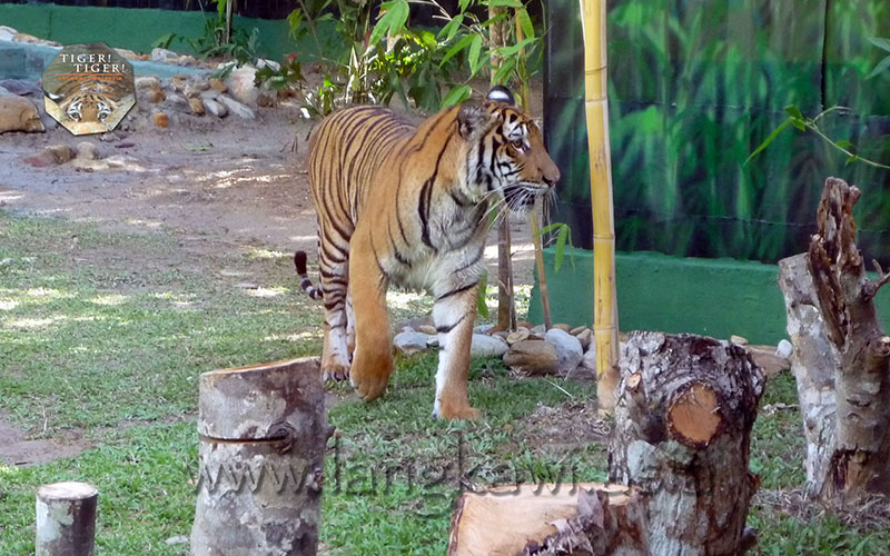 Tiger! Tiger! Langkawi